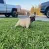 French bulldogs for sale Ohio, Frenchie Bulldog Pet Supply