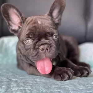 French Bulldog Puppies, Dennis Frenchies For Sale