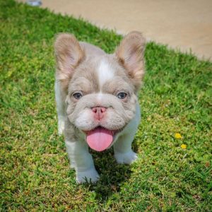 Buy Cheap French Bulldogs, Bulldog puppies for sale