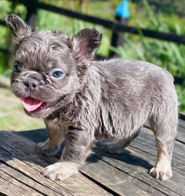 Bulldog puppy for sale in New York