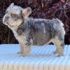 Dennis Frenchies for sale, english bulldog for sale nyc