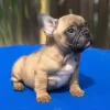 Buy puppy, bulldog for sale near New York