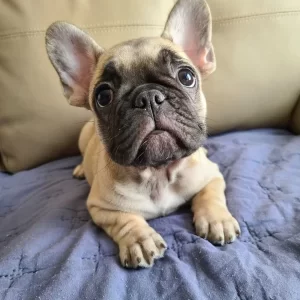 French bulldog puppies breeders, Adoptable frenchies near me, buy french bulldoog