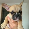 Frenchie puppies for sale, merle fluffy frenchie price