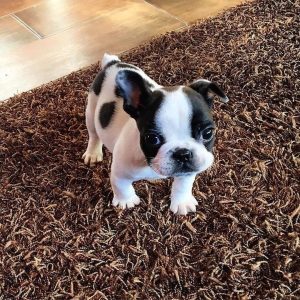 fluffy french bulldog for sale