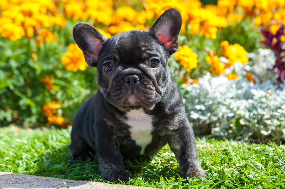 Frenchies for sale in NYC